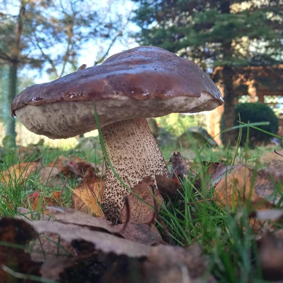 Agroturystyka Pod Debem Jonkowo 외부 사진